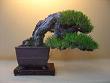 Wystawa drzewek bonsai