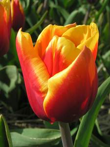 VI Wystawa Tulipanów - dzień 1