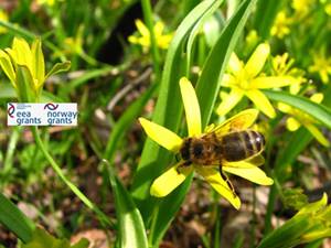 Wilanowskie pszczoły w kontekście społeczno-przyrodniczym – debata