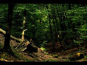 Dwoje dzieci w ciemnym lesie - spektakl narracyjno-muzyczny oparty na twórczości D. Wawiłow i N. Usenko