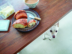 Śniadanie z książką kulinarną i... psem
