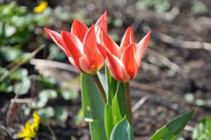 Tulipomania, czyli o historii ogrodów holenderskich i nie tylko