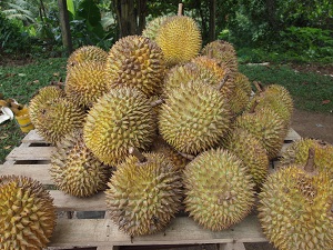 Degustacja Duriana wraz z preelekcją o Indonezji