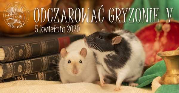 Odczarować Gryzonie V - wystawa szczurów i myszy, pokaz gryzoni egzotycznych