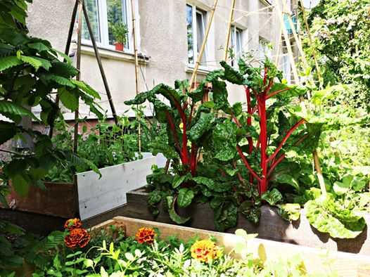 Ogrodnik w mieście: Jak założyłem ogród pod domem? • online