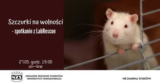Szczurki na wolności - spotkanie z LabRescue