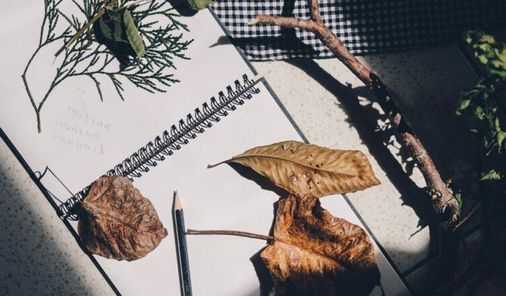 Przyroda Młocin – warsztaty rysunku botanicznego
