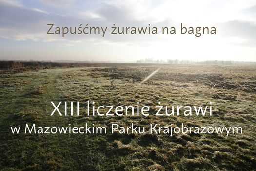 XIII liczenie żurawi w Mazowieckim Parku Krajobrazowym