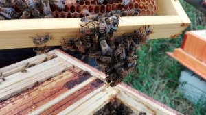 Miodobranie. Wielkie święto pszczelarzy