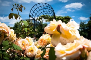 Warsztaty zapachowe | Ogród Różany w Wilanowie