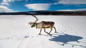 Laponia - rok w krainie reniferów