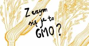 Z czym się je to GMO?