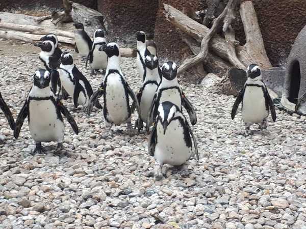 Wszystko, co chcielibyście wiedzieć o pingwinach, ale nie wiecie, jak o to zapytać
