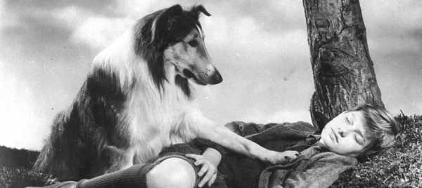 Lassie, wróć! | Filmoniada. Dyskusyjny Klub Filmowy