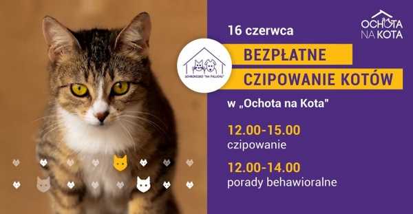 Bezpłatne czipowanie kotów w Ochocie na Kota
