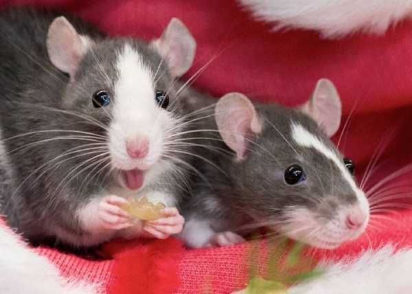 Nanocząstki srebra a pamięć u szczurów