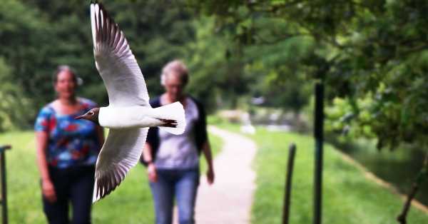 Wakacyjny spacer ornitologiczny do Parku ze Stawami Cietrzewia