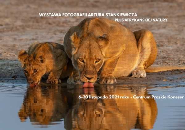 Puls afrykańskiej natury - wystawa fotografii Artura Stankiewicza- Warszawa