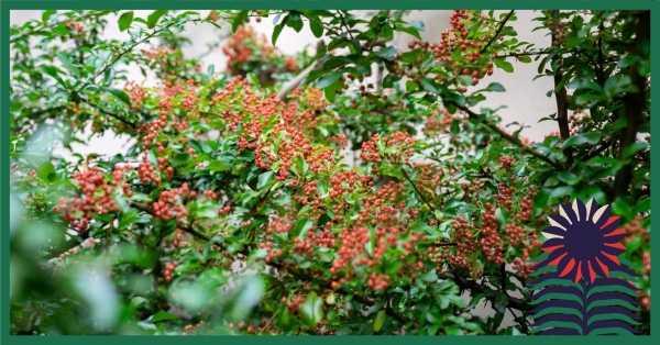 Warsztaty #WarszawawKwiatach | rośliny w ogrodzie naturalnym - drzewa i krzewy