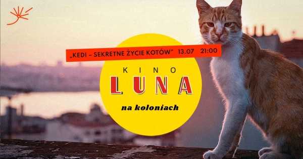 "Kedi - sekretne życie kotów" | Kino Luna na koloniach