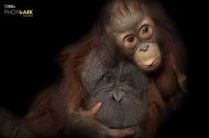 Wystawa National Geographic Photo Ark. Największa wystawa zagrożonych gatunków - ostatni dzień wystawy!