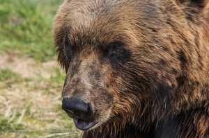 SLAJDOWiSKO: Alaska - oko w oko z niedźwiedziem
