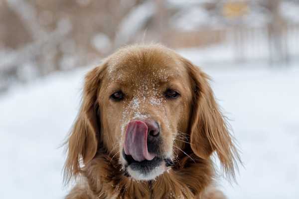 Pies zimą w mieście - spotkanie z weterynarzem