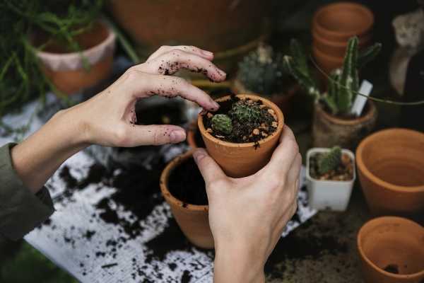 Jak zadbać o rośliny przed zimą? Spotkanie z ogrodnikiem