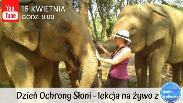 Lekcja na żywo - Spotkanie ze słoniem