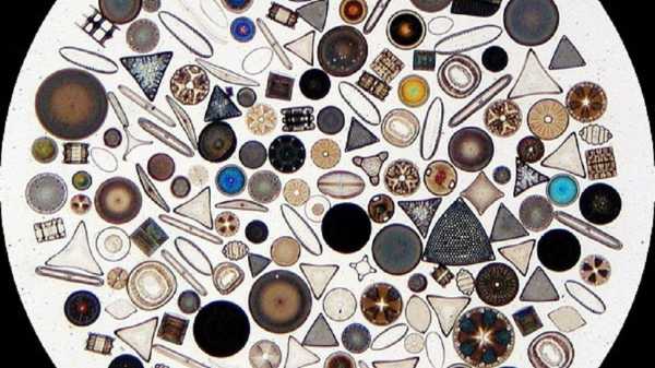 Webinarium: Fitoplankton w Arktyce