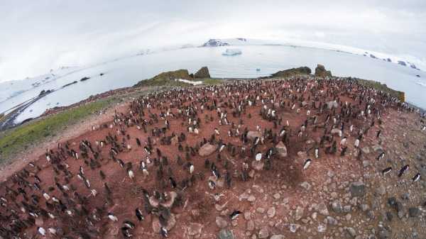 Webinarium: Fauna Arktyki i Antarktyki - porównanie