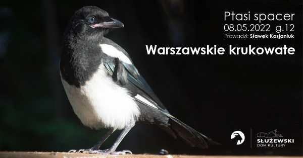 Ptasi spacer: Warszawskie krukowate