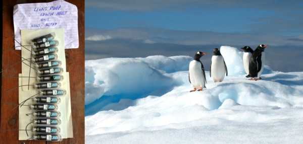 Gdzie zimują pingwiny? I dlaczego chcemy to wiedzieć?