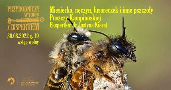 Miesierka, nęczyn, łusareczek i inne pszczoły Puszczy Kampinoskiej 
