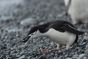 Wykład w Dzień Wiedzy o Pingwinach