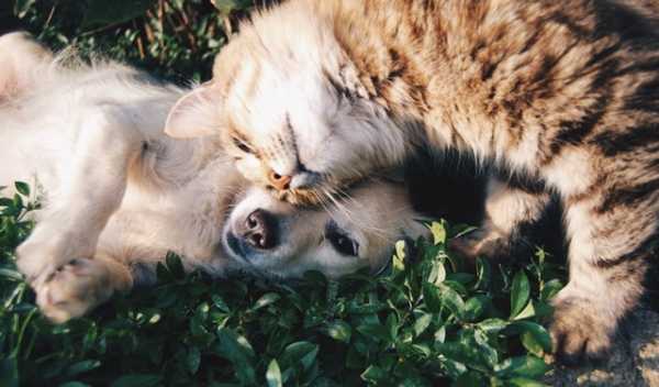Darmowe czipowanie, sterylizacja i kastracja psów i kotów 