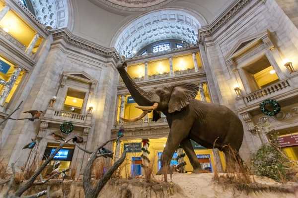 Wirtualne zwiedzanie Narodowego Muzeum Historii Naturalnej Smithsonian w Waszyngtonie