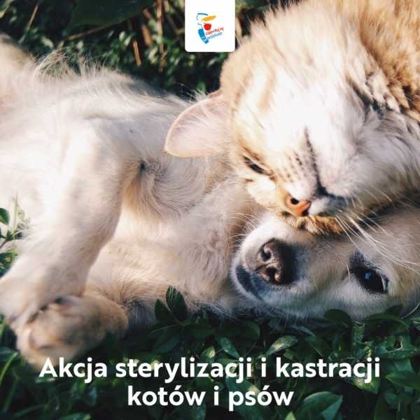 Bezpłatna sterylizacja oraz czipowanie psów i kotów w Warszawie w 2021 roku