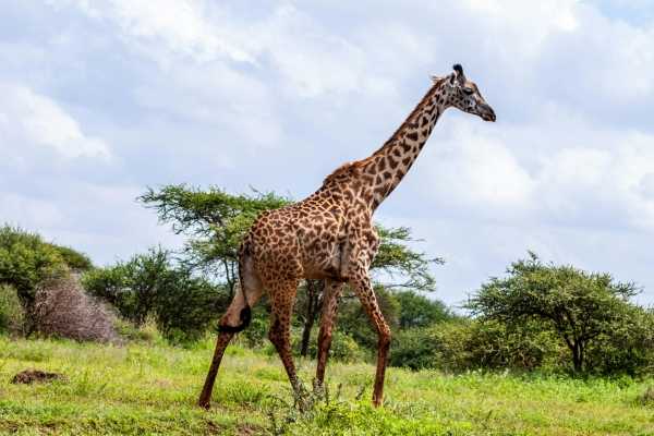 Odkryj Kenię z Dreamtours.pl: Niesamowite Safari i Egzotyczne Przygody Odkryj Kenię z Dreamtours.pl: Niesamowite Safari i Egzotyczne Przygody