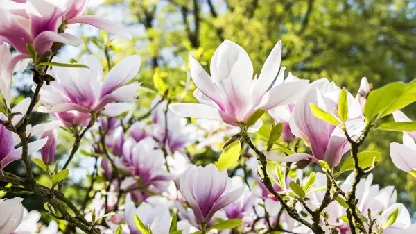 Magnolia – jak pielęgnować by pięknie kwitła