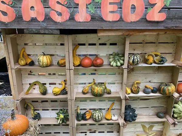 Farma Dyniowa w Klubokawiarni Sąsiedzkiej