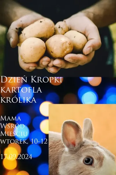 Dzień Kropki, Kartofla i ...Królika