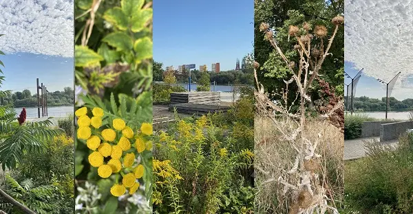 Wycieczka botaniczna "Człowiek i przyroda - wspólnie nad Wisłą" [spacer bez zapisów]