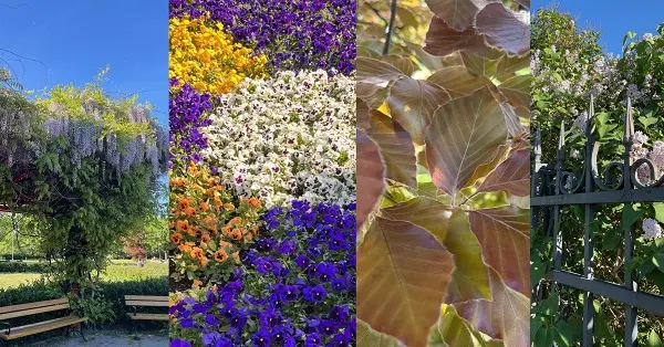 Spacer botaniczny między Kamionkiem i Grochowem - zielona wyspa parku OPAK