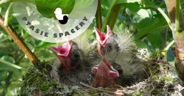 Lęgowe ptaki Dolinki | Spotkanie z cyklu Ptasie Spacery