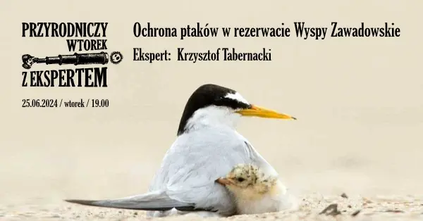 Ochrona ptaków w rezerwacie Wyspy Zawadowskie | Spotkanie z cyklu Przyrodniczy wtorek z ekspertem
