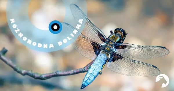 Różnorodna Dolinka: Ważki | Spacer z przyrodniczką