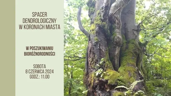 Spacer Dendrologiczny #wKoronachMiasta - W poszukiwaniu bioróżnorodności