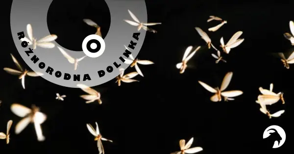 Różnorodna Dolinka: Nocne życie owadów | Warsztaty terenowe 