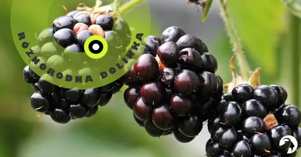 Różnorodna Dolinka: Rośliny jadalne 
